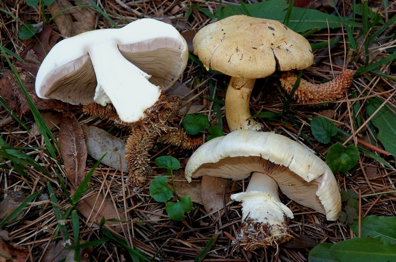 Primo Agaricus 02.04.2010.